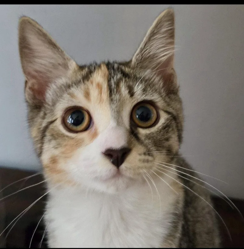 A young medium-sized female Domestic Short Hair cat named Sundae for adoption in Newtown Square, PA