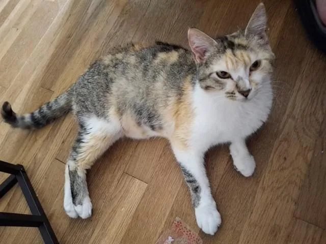 A young small-sized female Domestic Short Hair cat named Carmela for adoption in Huntsville, AL