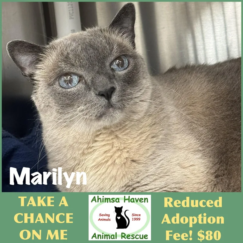 A senior large-sized male Domestic Short Hair cat named Marilyn for adoption in Winchendon, MA