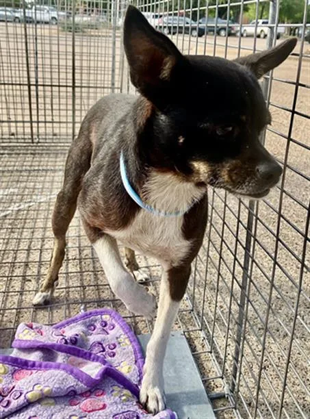 A young small-sized male Chihuahua dog named Blackie for adoption in Dallas, TX