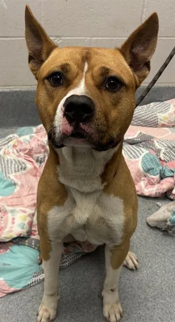 A young large-sized male Akita dog named Blake for adoption in Indianapolis, IN