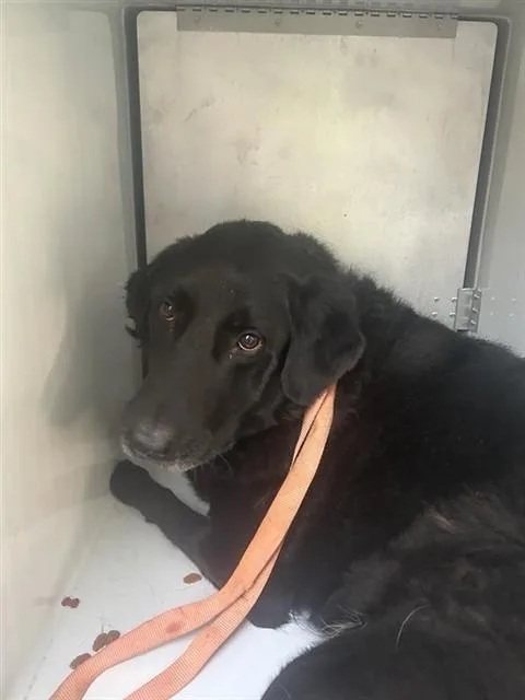 An adult large-sized female Labrador Retriever dog named Charollete for adoption in Houston, TX