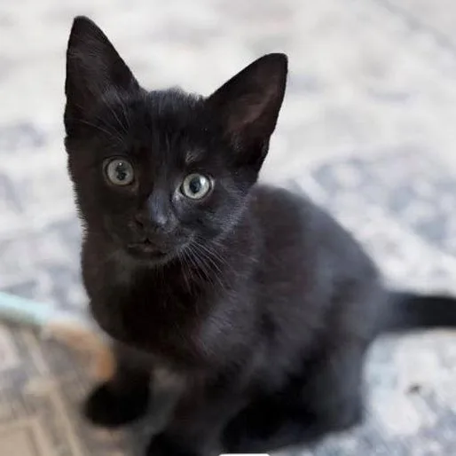 A baby small-sized male Black American Shorthair cat named Eugene for adoption in Houston, TX