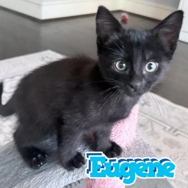 Eugene thumbnail 2