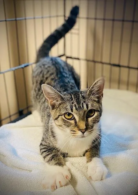 An adult medium-sized female Domestic Short Hair cat named Nadine for adoption in Duxbury, MA