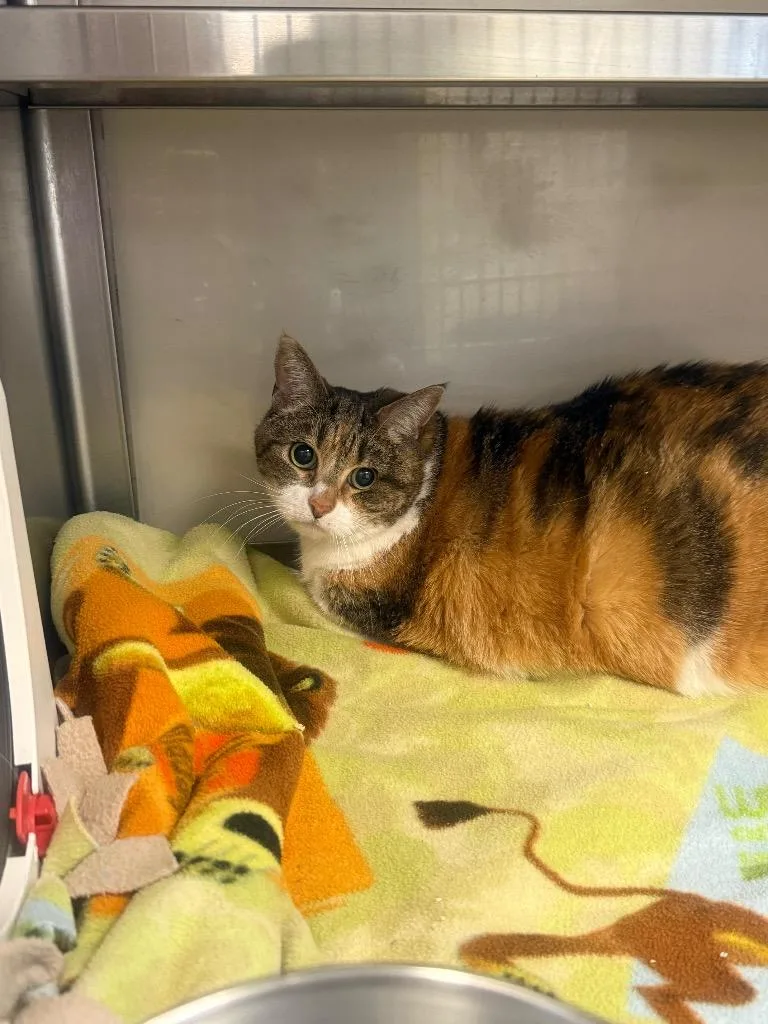 A senior large-sized female Domestic Short Hair cat named Rosie for adoption in Liverpool, NY