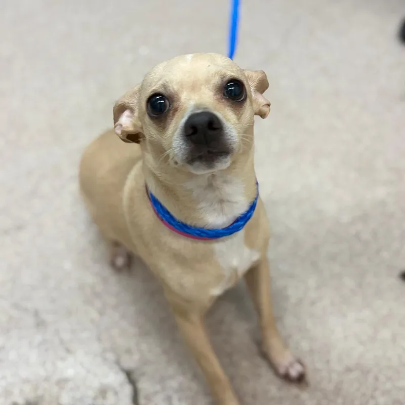 An adult small-sized female Yellow / Tan / Blond / Fawn Mixed Breed dog named Sugar for adoption in Ardmore, OK