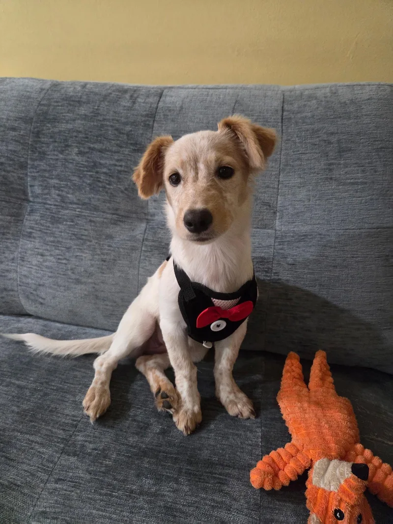 A baby medium-sized female Mixed Breed dog named Beverly for adoption in Morganville, NJ