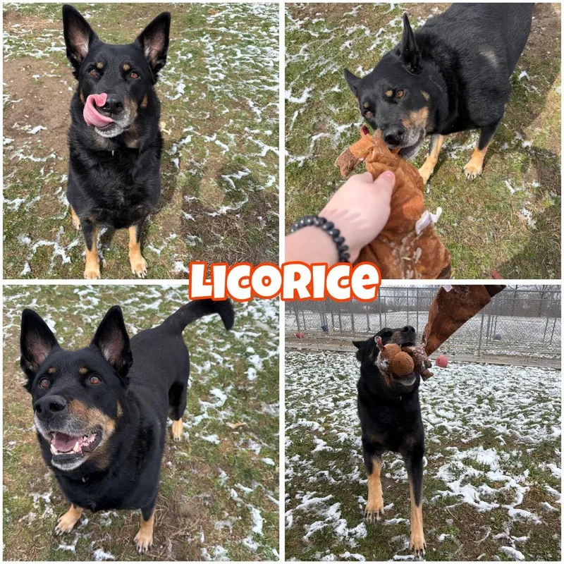 Licorice