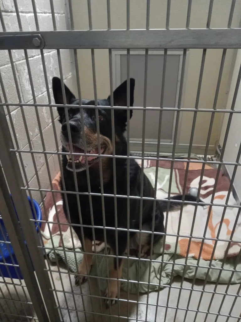 Licorice thumbnail 2