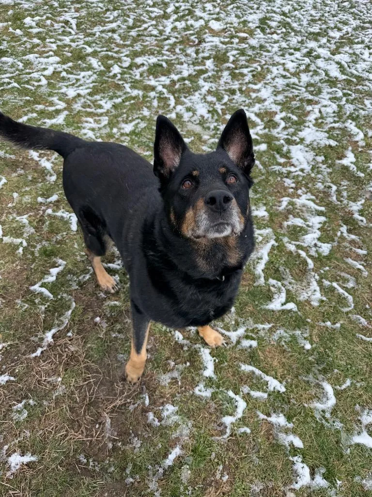 Licorice thumbnail 3