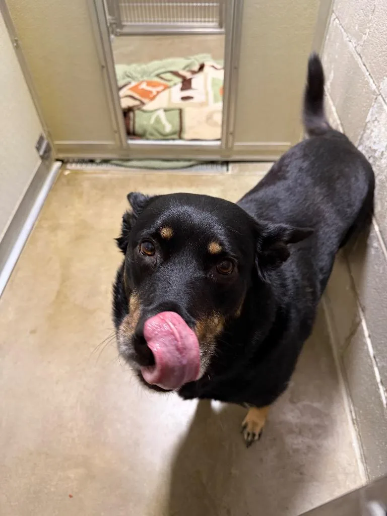 Licorice thumbnail 4