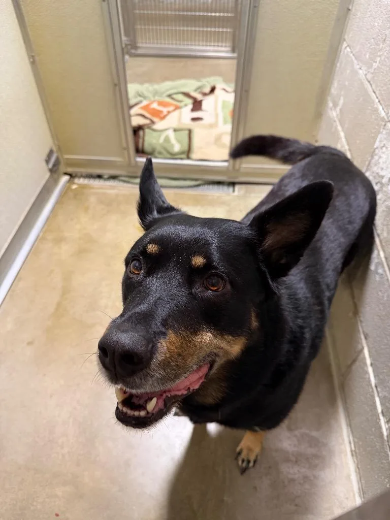 Licorice thumbnail 5