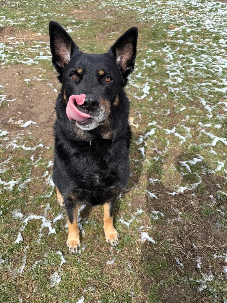 Licorice thumbnail 6