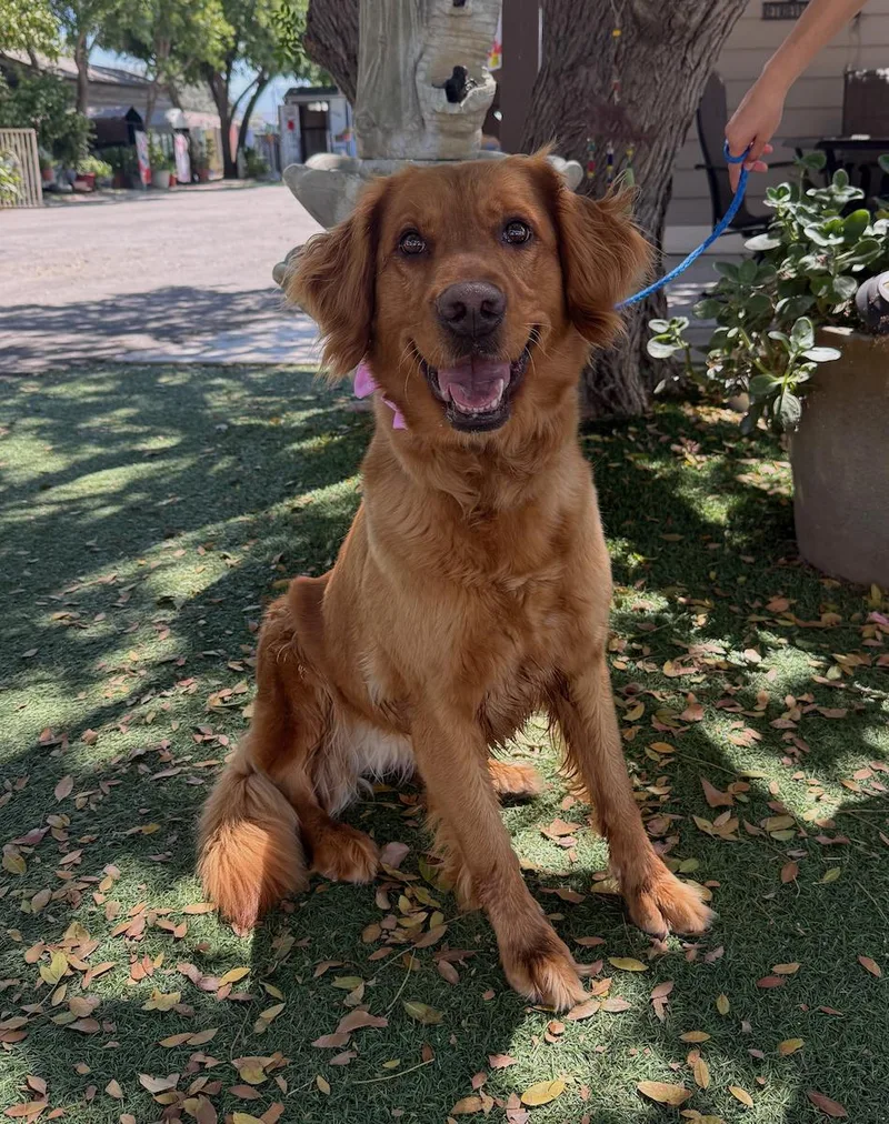 An adult medium-sized female Red / Chestnut / Orange Golden Retriever dog named Maple for adoption in Temecula, CA