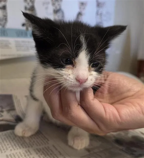 A baby small-sized female Domestic Short Hair cat named Belmeade for adoption in San Antonio, TX