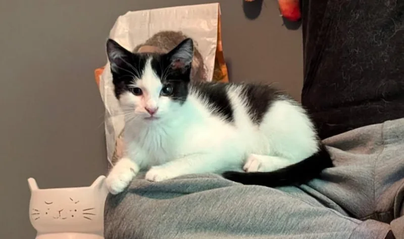 A baby small-sized male Domestic Short Hair cat named Curly for adoption in Gorham, ME