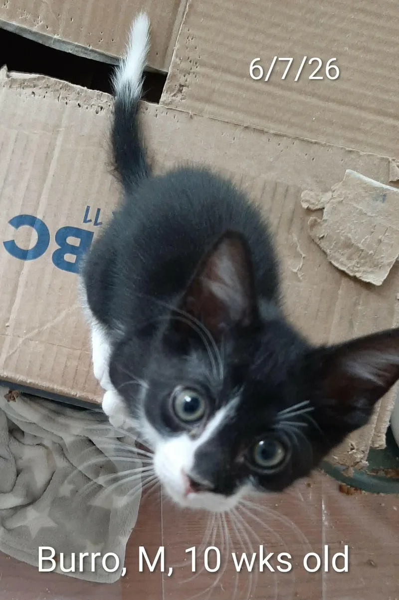 A baby medium-sized male Black & White / Tuxedo Domestic Short Hair cat named Burro for adoption in Hudson, NY