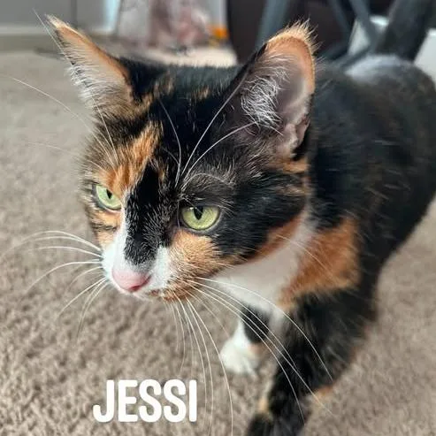 A senior medium-sized female Black Domestic Short Hair cat named JessiLou C for adoption in Princeton, MN