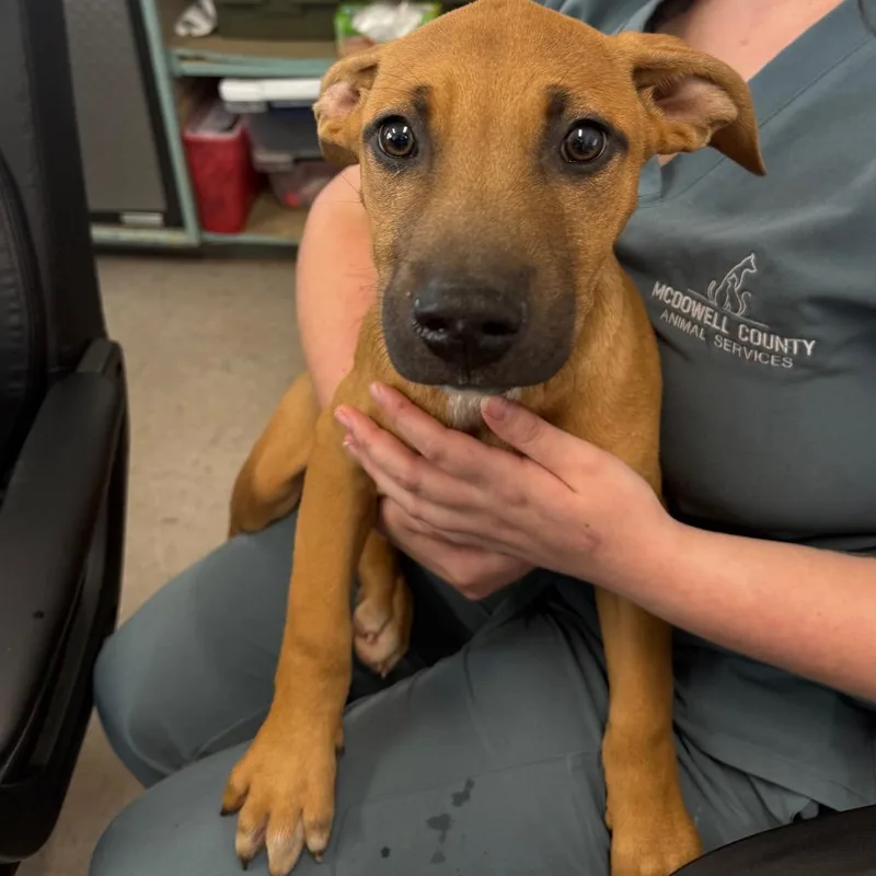 A baby small-sized male Brown / Chocolate Pit Bull Terrier dog named Amos for adoption in Morganton, NC