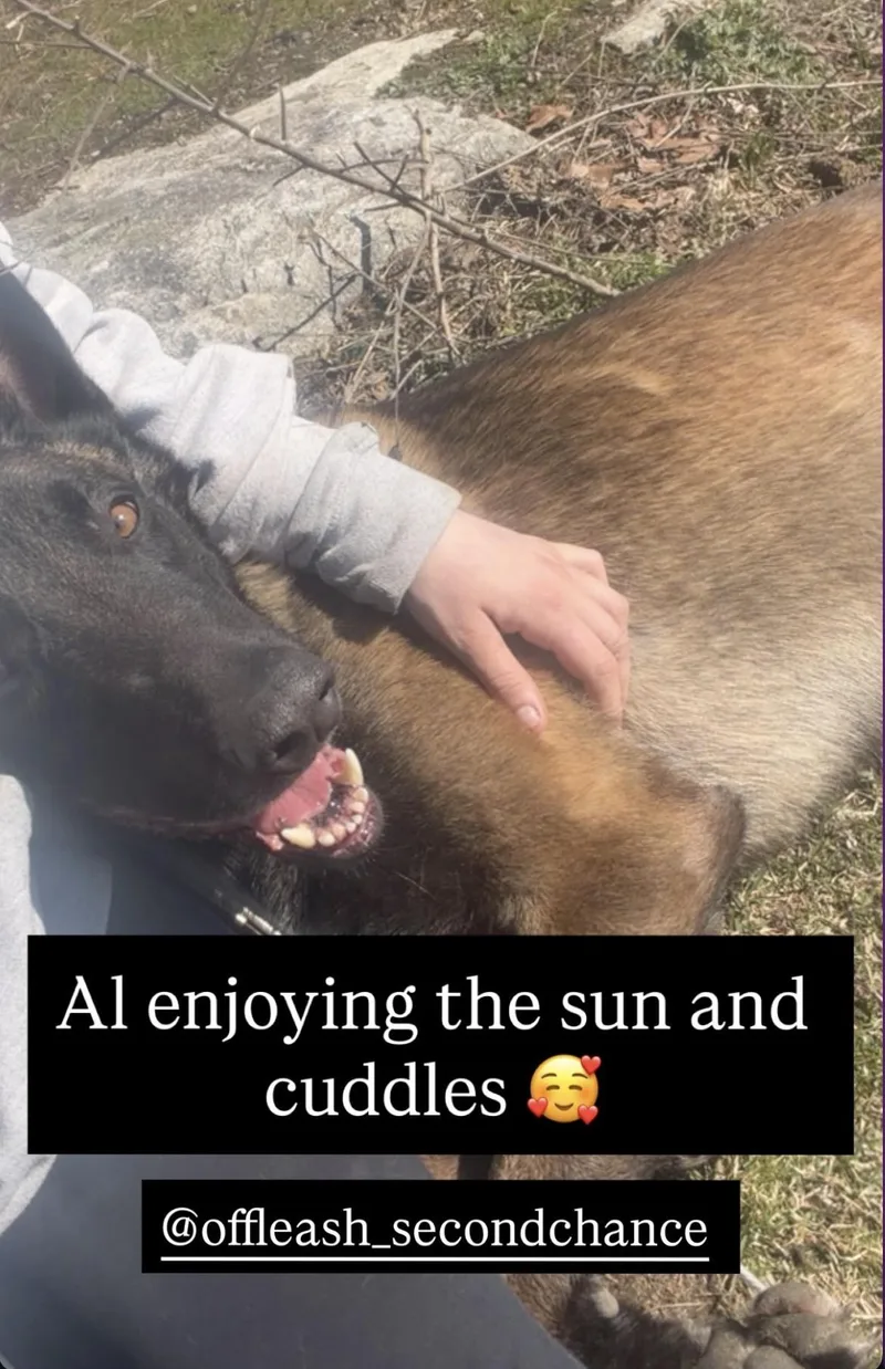 An adult large-sized male Belgian Shepherd / Malinois dog named Al for adoption in Duxbury, MA