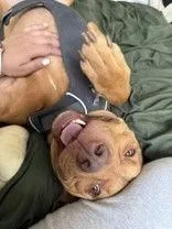 An adult medium-sized male Apricot / Beige Pit Bull Terrier dog named Dasa Baby Dog for adoption in Denton, TX