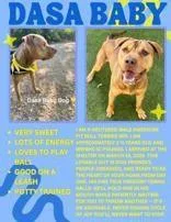 Dasa Baby Dog thumbnail 2