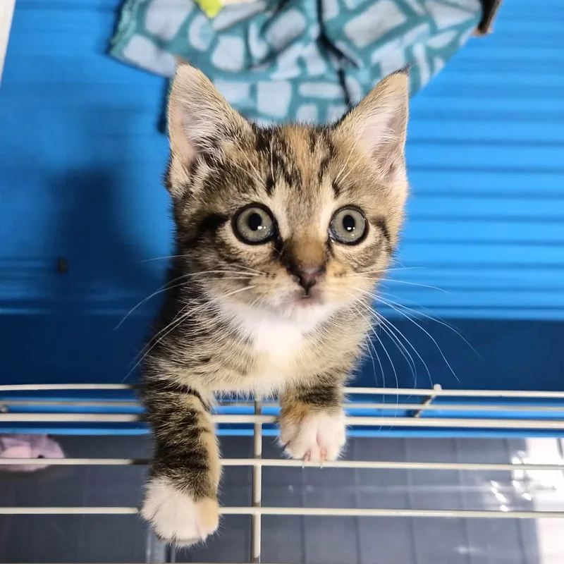 A baby small-sized female Torbie Domestic Short Hair cat named Jag for adoption in Bellmawr, NJ