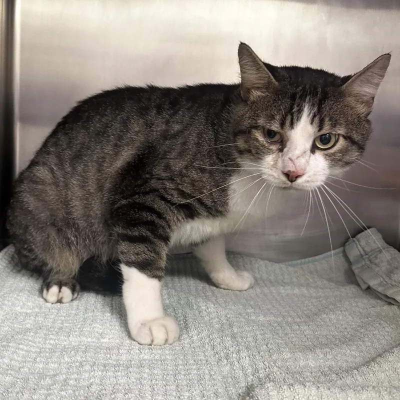 An adult large-sized male Brown / Chocolate Domestic Short Hair cat named Billy for adoption in Warrensburg, MO