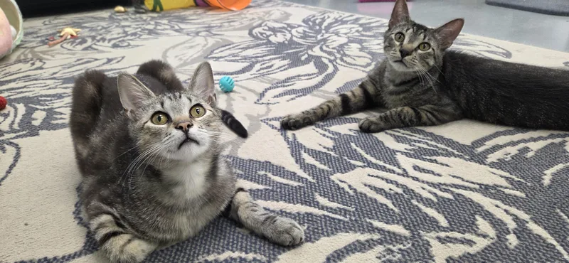 A young medium-sized male Tabby (Brown / Chocolate) Domestic Short Hair cat named Lobo And Floyd for adoption in Hartville, OH