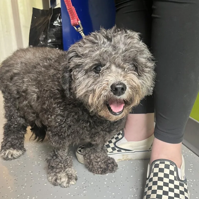 A senior small-sized female Miniature Poodle dog named Canna Lily for adoption in Austin, TX