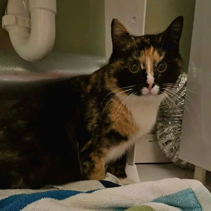 An adult small-sized female Calico Domestic Short Hair cat named Milli Vanilli for adoption in Woodbury, NJ
