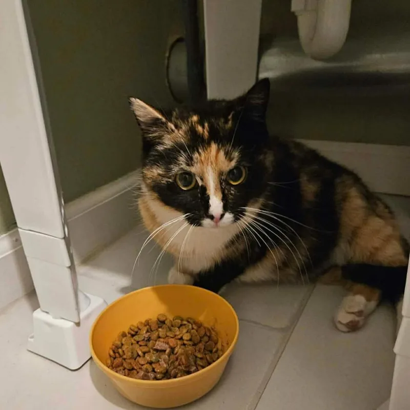 Milli Vanilli thumbnail 2