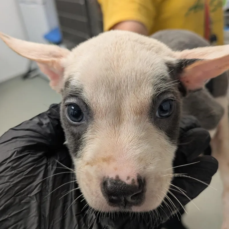 A baby small-sized female White / Cream Terrier dog named Imogen for adoption in Abilene, TX