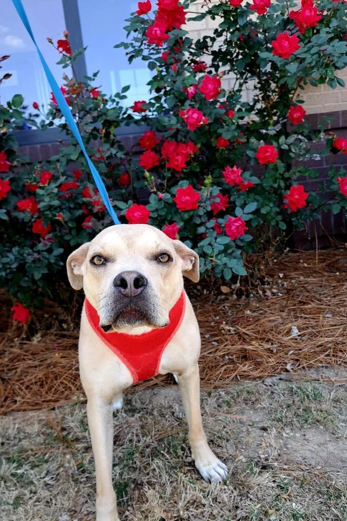 An adult large-sized male Mixed Breed dog named Lexington for adoption in Douglasville, GA