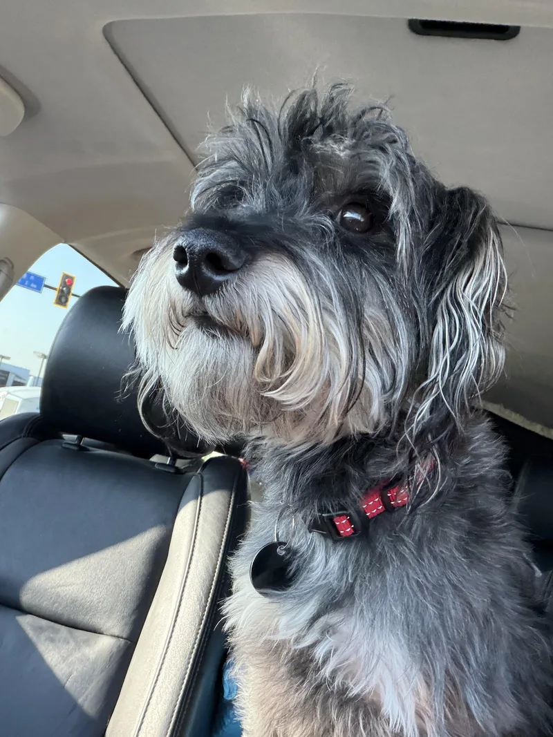 An adult small-sized male Gray / Blue / Silver Miniature Schnauzer dog named Rowdy for adoption in Broken Arrow, OK