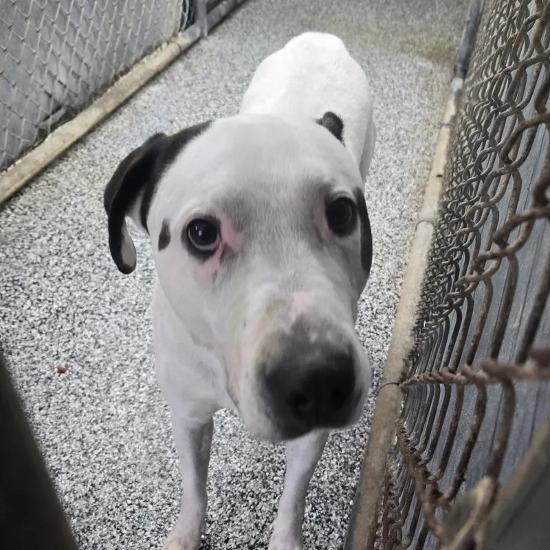 An adult large-sized male White / Cream Pit Bull Terrier dog named Zoro for adoption in Tawas City, MI