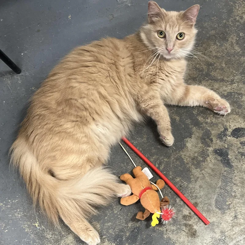 A young medium-sized male Tabby (Orange / Red) Domestic Medium Hair cat named Archie for adoption in Shingletown, CA