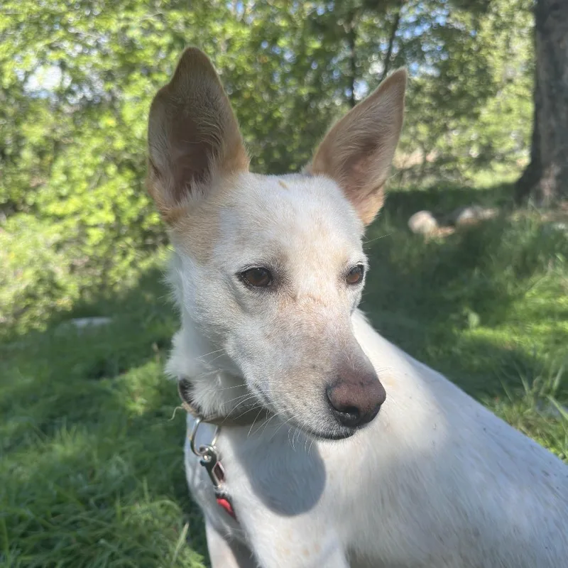 An adult medium-sized female White / Cream Cattle Dog dog named Molly Weasley for adoption in Durango, CO