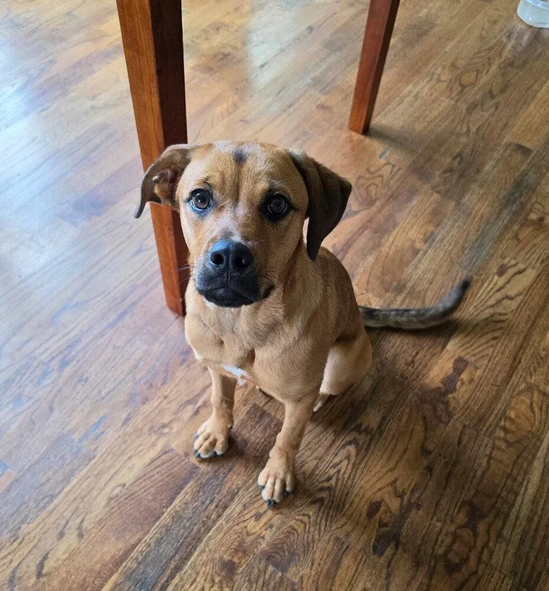 A young medium-sized female Terrier dog named Honey for adoption in Candler, NC
