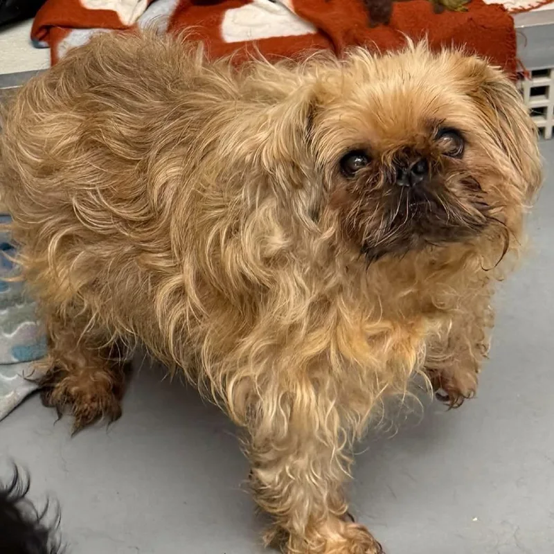 A senior small-sized male Brown / Chocolate Brussels Griffon dog named Wendigo for adoption in Rocky Mount, VA