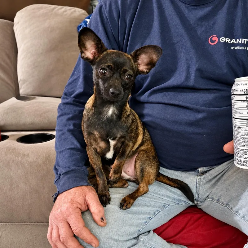 An adult small-sized female Chihuahua dog named Bubbles for adoption in Uxbridge, MA