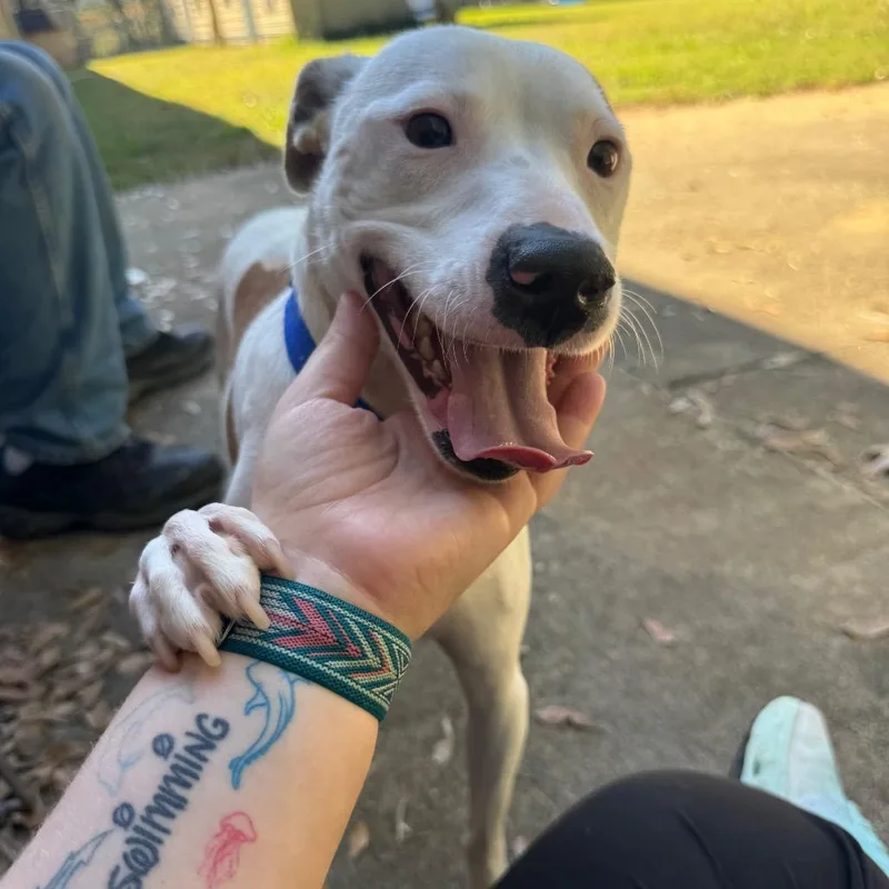 An adult medium-sized female White / Cream Terrier dog named Sparkle for adoption in Montgomery, AL