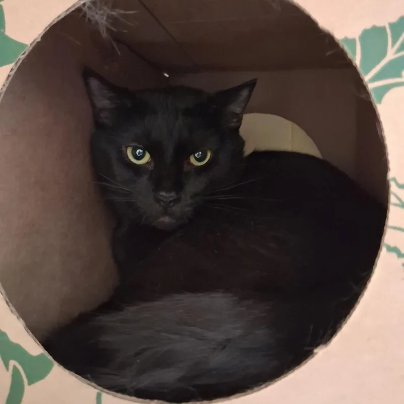 An adult large-sized male Black Domestic Short Hair cat named Krill for adoption in Dayton, OH