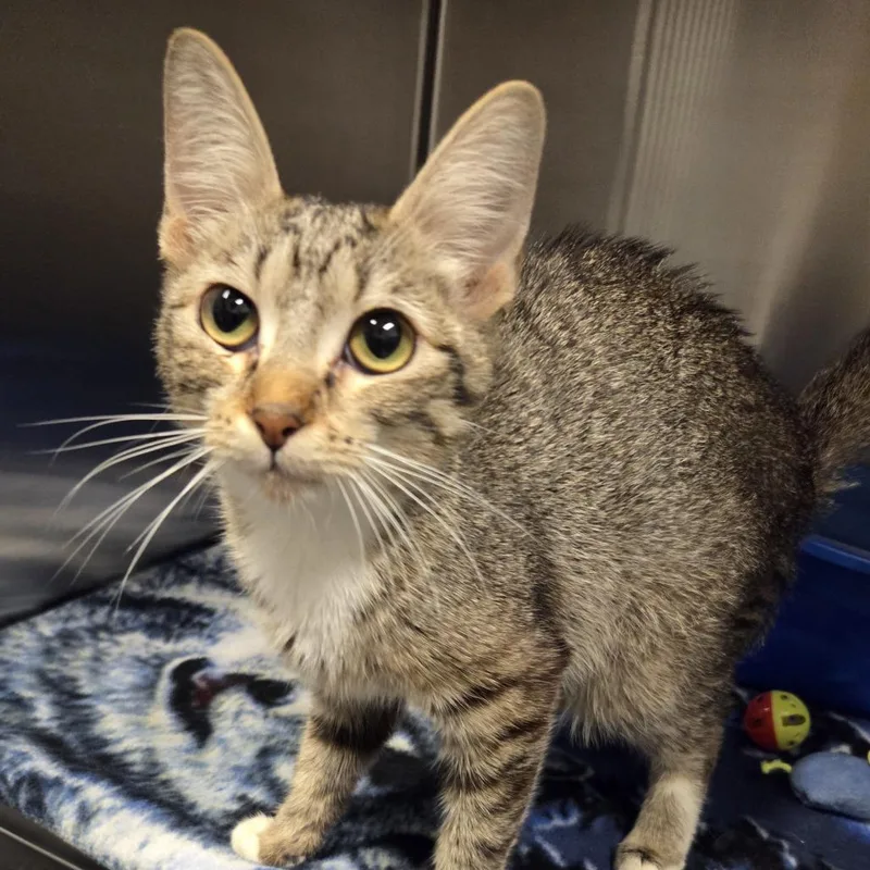 An adult medium-sized female Brown / Chocolate Domestic Short Hair cat named Pfeiffer for adoption in Hinsdale, IL