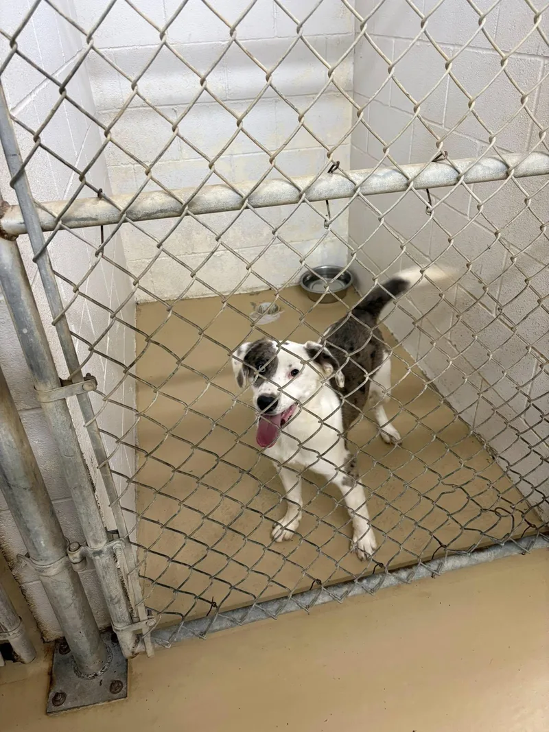 A young medium-sized male Merle (Blue) Australian Shepherd dog named Unknown for adoption in Clyde, TX