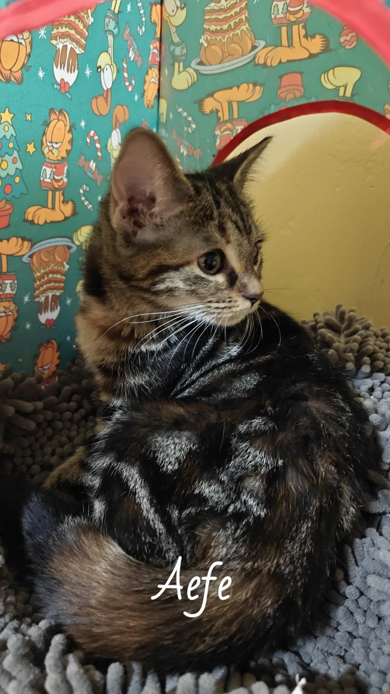 A young medium-sized female Domestic Short Hair cat named Aefe for adoption in Phoenix, AZ