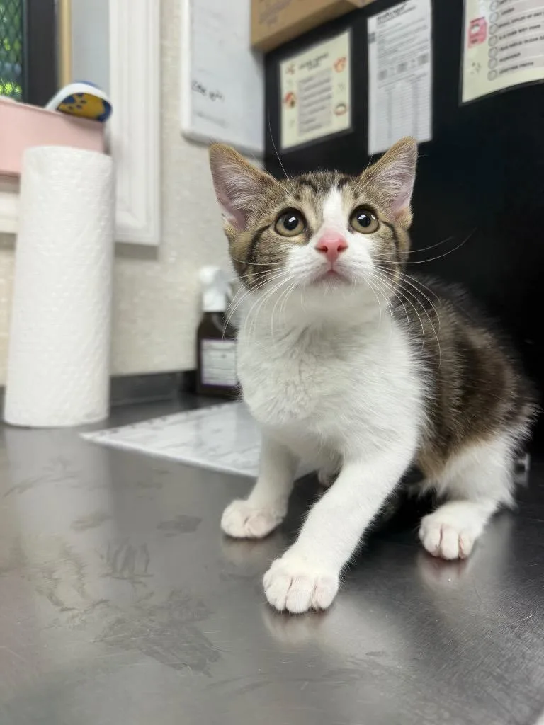 A baby medium-sized female Domestic Medium Hair cat named Maggie May for adoption in Pomona, NY