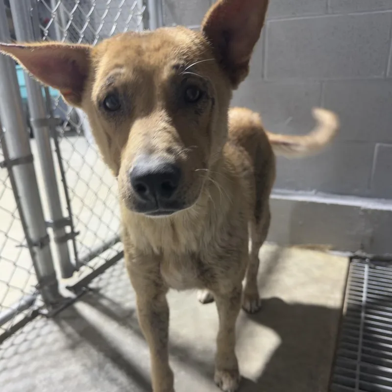 An adult medium-sized female Shepherd dog named Alley for adoption in Guntersville, AL