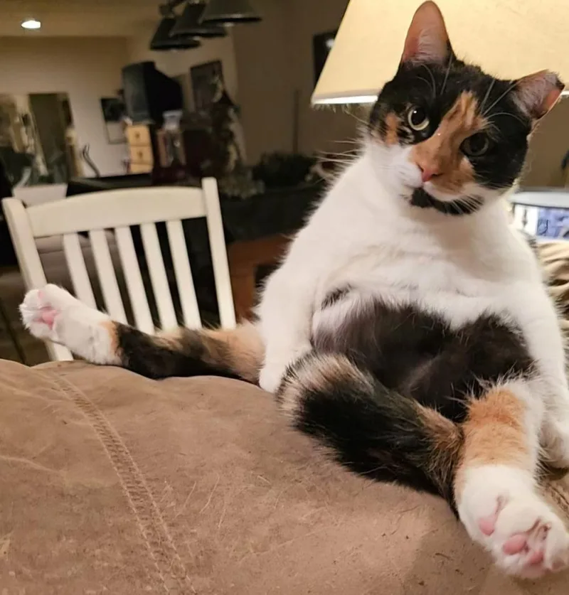 Punkin Pie thumbnail 3